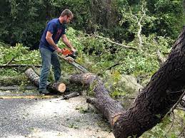 Why Choose Our Tree Removal Services in San Bernardino, CA?