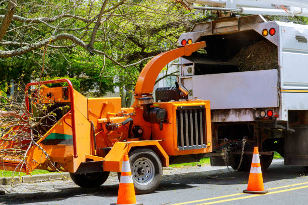 Best Storm Damage Tree Cleanup  in San Bernardino, CA