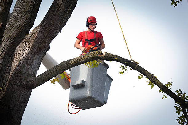 Best Stump Grinding and Removal  in San Bernardino, CA